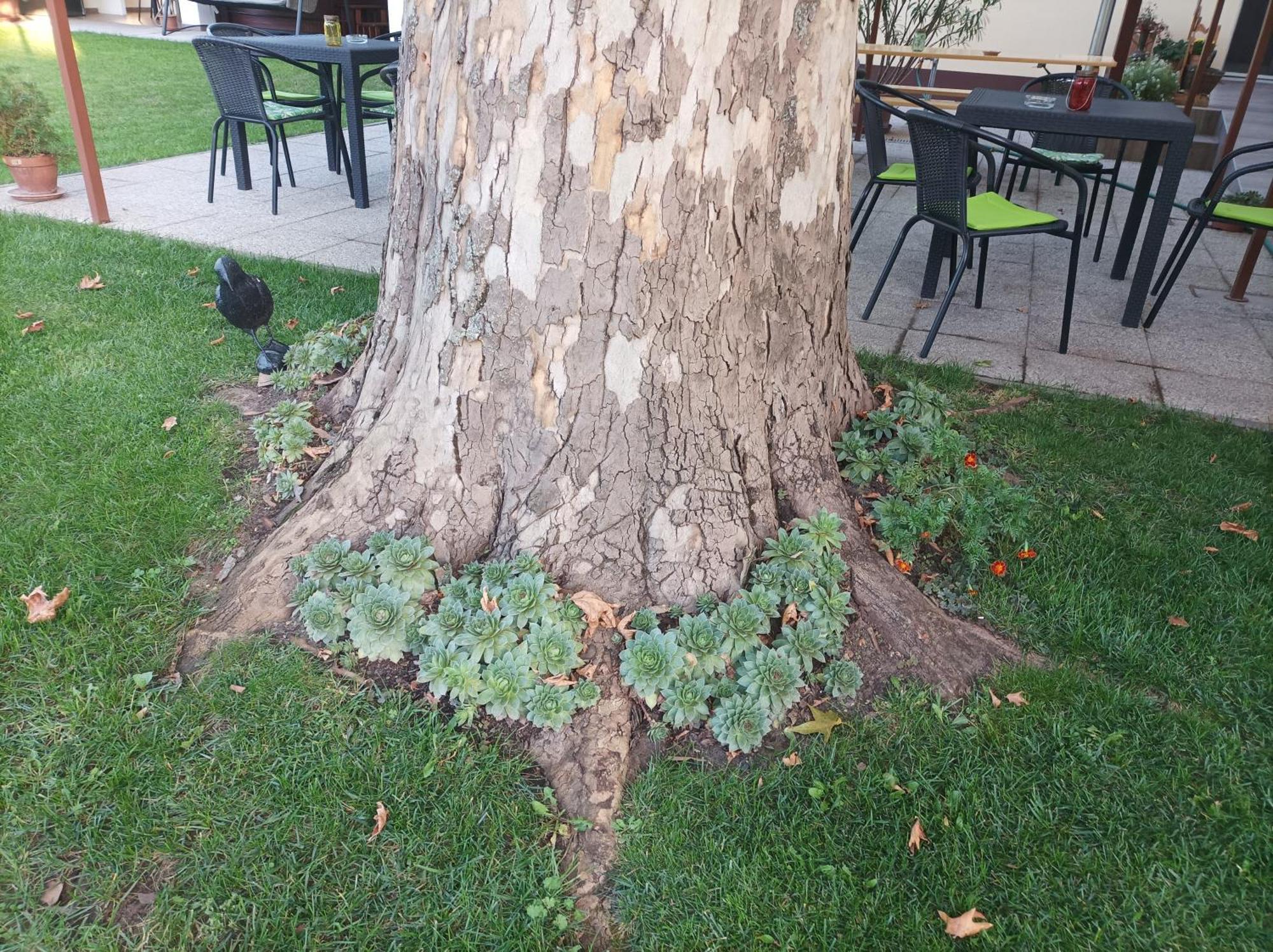 Tartos Szegfu Vendeghaz, Maganszallas Tazlar Exteriér fotografie